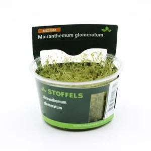 Garantierte Lieferung Amerikanisches Perlkraut, Micranthemum glomeratum, In Vitro
