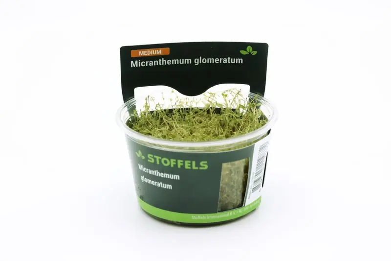 Garantierte Lieferung Amerikanisches Perlkraut, Micranthemum glomeratum, In Vitro