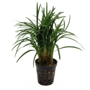 Japanischer Zwergschlangenbart, Ophiopogon japonicus "Kyoto Minima" Preisknaller