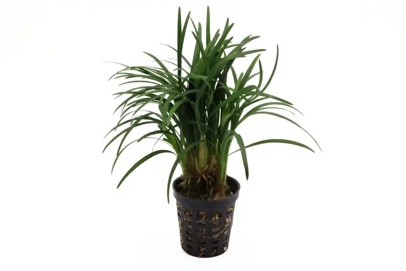 Japanischer Zwergschlangenbart, Ophiopogon japonicus "Kyoto Minima" Preisknaller