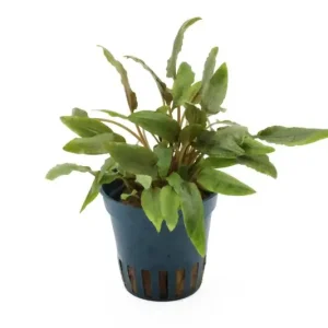 Expressversand Kompakter Wasserkelch, Cryptocoryne wendtii "Kompakt", im Topf