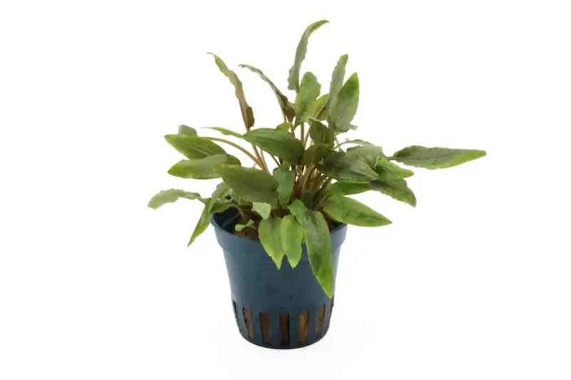 Expressversand Kompakter Wasserkelch, Cryptocoryne wendtii "Kompakt", im Topf