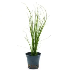 Abverkauf Lebendgebärende Nadelsimse, Eleocharis vivipara, im Topf