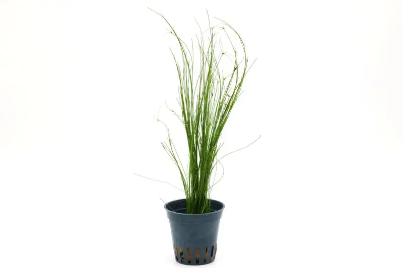 Abverkauf Lebendgebärende Nadelsimse, Eleocharis vivipara, im Topf