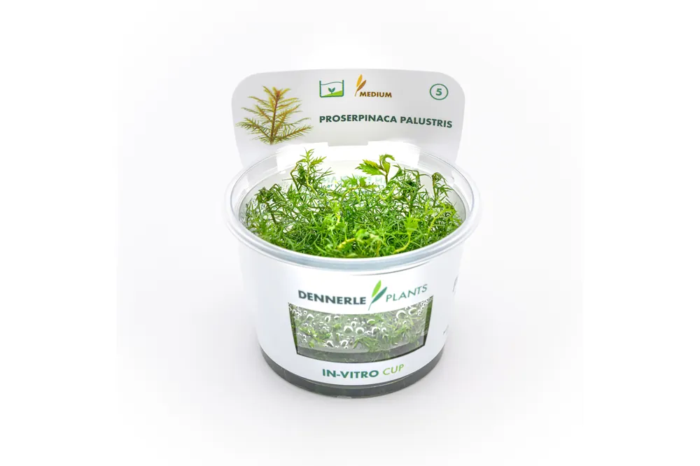 Markenware Rotblättriges Kammblatt, Proserpinaca palustris, In Vitro