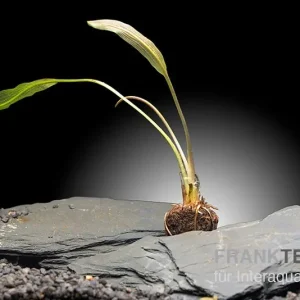 Nur Heute Madagaskar-Aponogeton, Aponogeton madagascariensis var. henkelianus