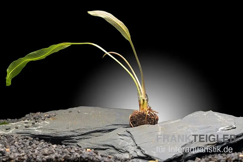 Nur Heute Madagaskar-Aponogeton, Aponogeton madagascariensis var. henkelianus