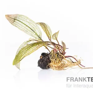 Preisreduziert Madagaskar-Aponogeton, Aponogeton madagascariensis var. madagascariensis (fenestralis)