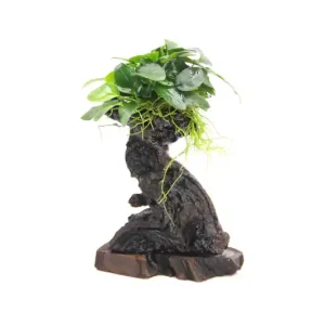 Schnäppchen Mbuna S mit Anubias barteri var. nana, ca. 10x12x25 cm