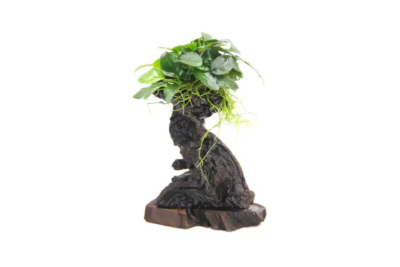 Schnäppchen Mbuna S mit Anubias barteri var. nana, ca. 10x12x25 cm