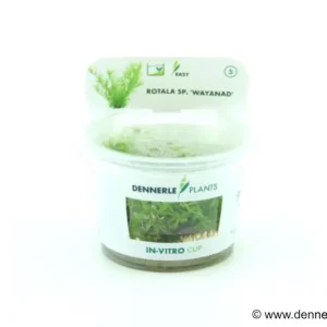 Zertifiziert Wayanad-Rotola, Rotala sp. "Wayanad", In Vitro