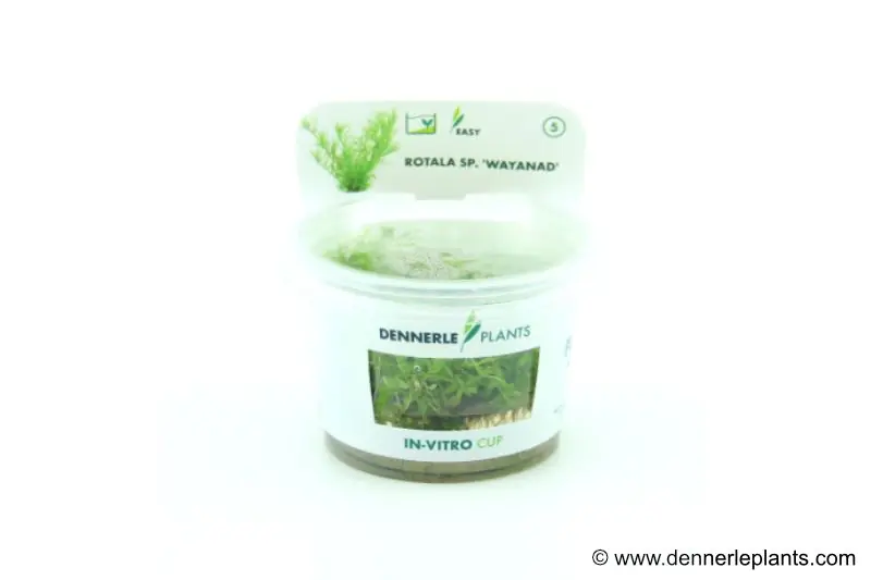 Zertifiziert Wayanad-Rotola, Rotala sp. "Wayanad", In Vitro