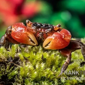 Neue Ware Rote Mangrovenkrabbe, Pseudosesarma moeshi, Paar (1 Männchen + 1 Weibchen)