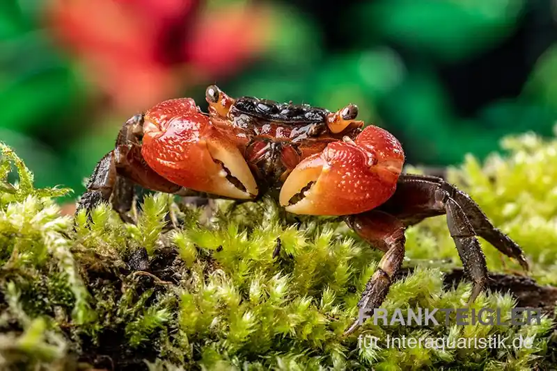 Neue Ware Rote Mangrovenkrabbe, Pseudosesarma moeshi, Paar (1 Männchen + 1 Weibchen)