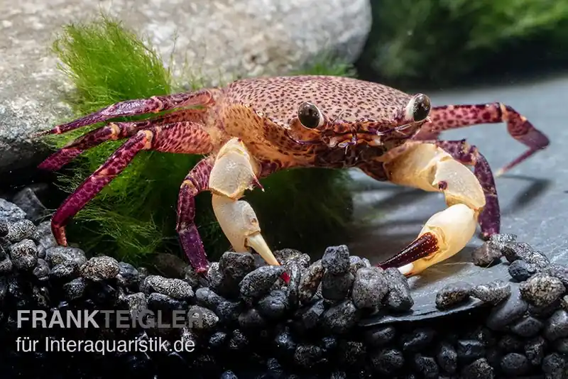 White Claw Crab, Syntripsa flavichela, Zufällig ausgewählt Mega-Angebot