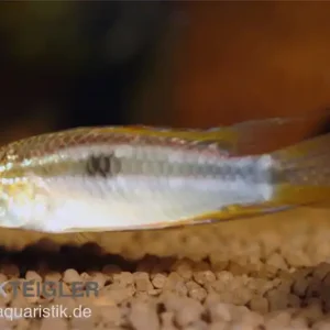 Abverkauf Pucallpa-Zwergbuntbarsch, Apistogrammoides pucallpaensis, paar