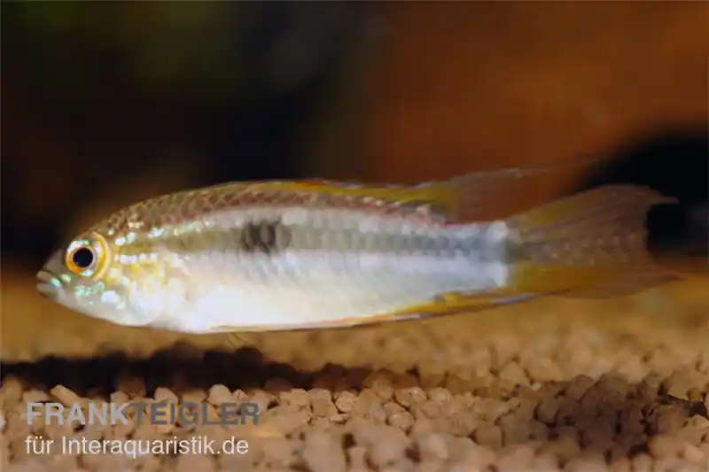 Abverkauf Pucallpa-Zwergbuntbarsch, Apistogrammoides pucallpaensis, paar