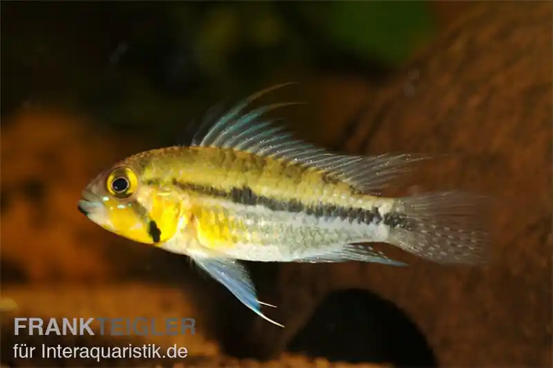 Jurua Zwergbuntbarsch, Apistogramma juruensis, paar Schneller Versand