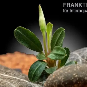 Preisknaller Bucephalandra "Phoenix", lose Pflanze