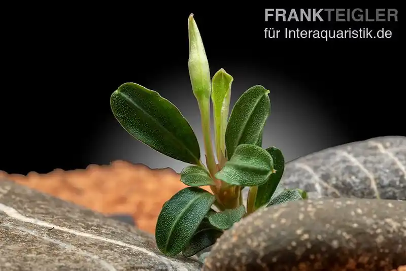 Preisknaller Bucephalandra "Phoenix", lose Pflanze