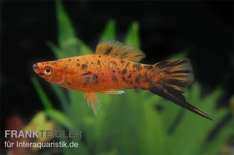 Jetzt Kaufen Schwertträger Berlin, Xiphophorus helleri, Paar (1 Männchen + 1 Weibchen)