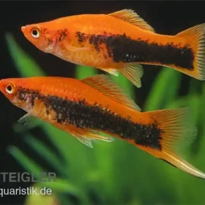 Schwertträger Orange Tuxedo, Xiphophorus helleri, Paar (1 Männchen + 1 Weibchen) Versand Am Gleichen Tag