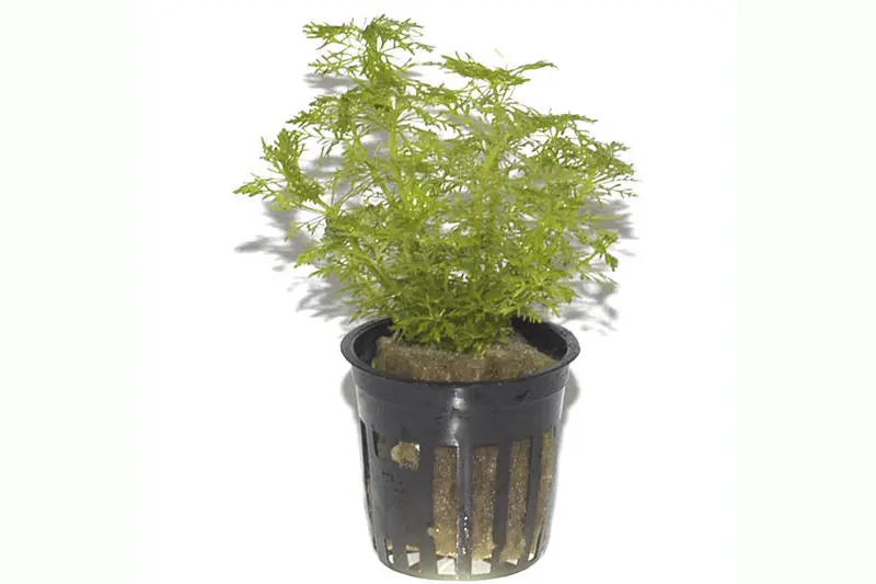 Direkt Vom Hersteller Riesensumpffreund, Limnophila aquatica, im Topf