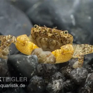 Direkt Vom Hersteller Pompomkrabbe, Ptychognathus barbatus, Zufällig ausgewählt