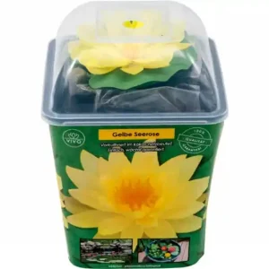 Jetzt Bestellen Gelbe Seerose, Nymphaea sp. "Sulphurea", Knolle