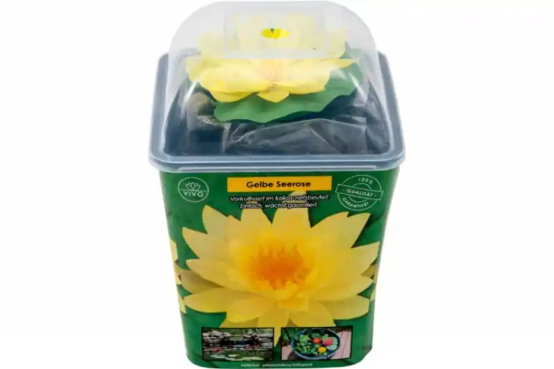 Jetzt Bestellen Gelbe Seerose, Nymphaea sp. "Sulphurea", Knolle