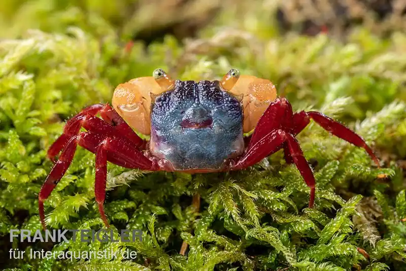 Nur Heute Weißhand-Mandarinenkrabbe, Geosesarma cf. notophorum, Trio (1 Männchen + 2 Weibchen)