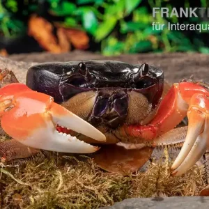 Waldkrabbe, Discoplax magna (Tuerkayana magnum), Zufällig ausgewählt Jetzt Bestellen