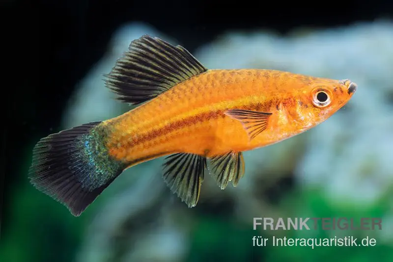 Neu Im Sortiment Wagtail Hochflossen-Schwertträger Rot, Xiphophorus helleri, Trio (1 Männchen + 2 Weibchen)