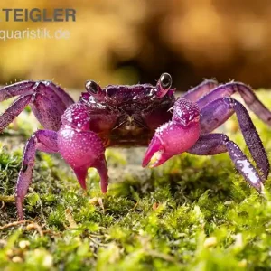 Pitaya-Vampirkrabbe Geosesarma sp., Trio (1 Männchen + 2 Weibchen) Sofort Bestellen