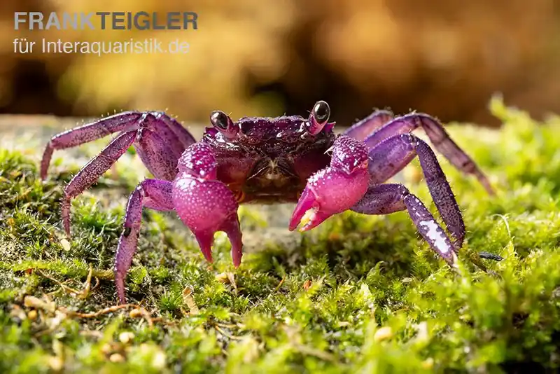 Pitaya-Vampirkrabbe Geosesarma sp., Trio (1 Männchen + 2 Weibchen) Sofort Bestellen