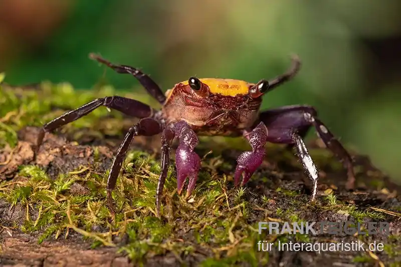 Geprüft Zitrus Vampirkrabbe, Geosesarma sp., Trio (1 Männchen + 2 Weibchen)