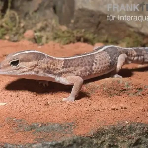 Afrikanischer Fettschwanzgecko, Hemitheconyx caudicinctus, Paarpreis Günstig