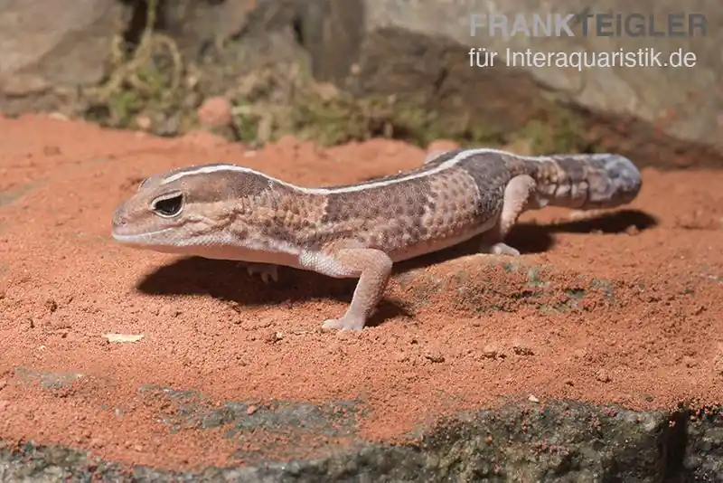 Afrikanischer Fettschwanzgecko, Hemitheconyx caudicinctus, Paarpreis Günstig