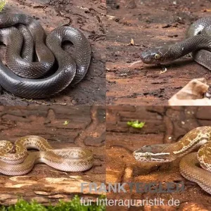 Afrikanische Hausschlange, Lamprophis fuliginosus, Schwarze Hausschlange Sichere Zahlung