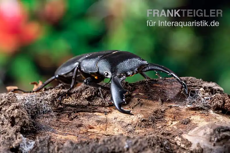 Sofort Bestellen Sumatra-Panzerkopfkäfer, Dorcus titanus sumatra, gemischt