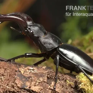 Angebot Java-Hirschkäfer, Hexarthrius buqueti, weiblich
