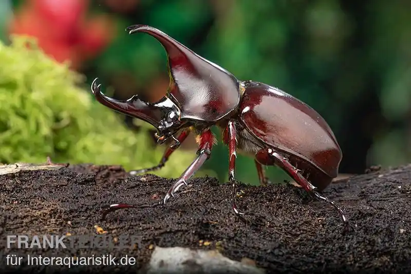 Brauner Nashornkäfer, Xylotrupes gideon, weiblich Nur Heute