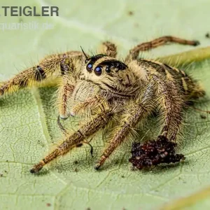 Springspinne, Hyllus diardi, paarpreisx2 Top-Angebot