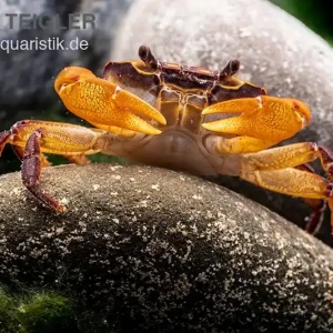 Melonenkrabbe, Thaksinthelphusa yongchindaratae, Zufällig ausgewählt Ausverkauf