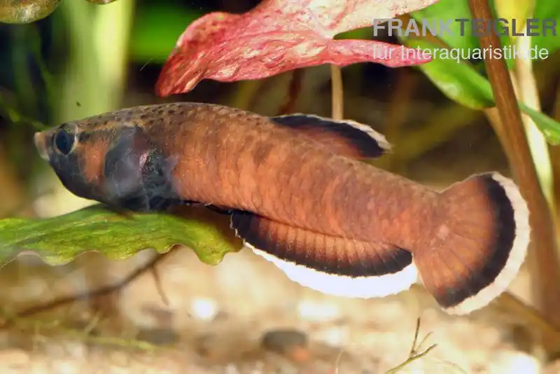 Weißsaum-Zwergkampffisch, Betta albimarginata, paarpreisx2 Wochenendangebot