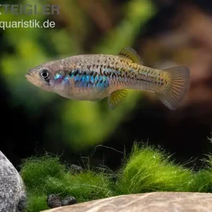 Beliebt Halbmondgambusia, Gambusia hurtadoi, männlich