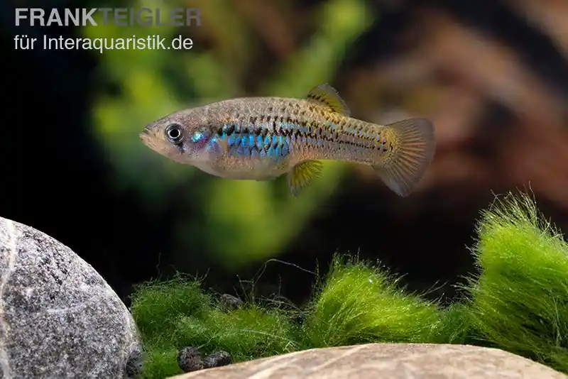 Beliebt Halbmondgambusia, Gambusia hurtadoi, männlich