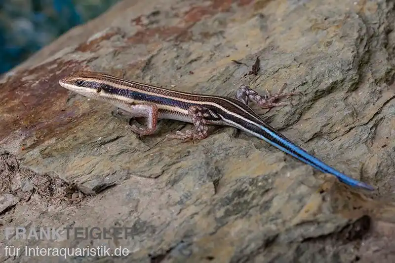 Fünfstreifenskink, Trachylepis quinquetaeniata, paar Knallerangebot