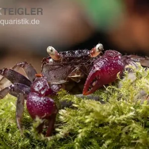 Geprüft Blue Devil Vampirkrabbe, Geosesarma dennerle sp. blue, Paar (1 Männchen + 1 Weibchen)