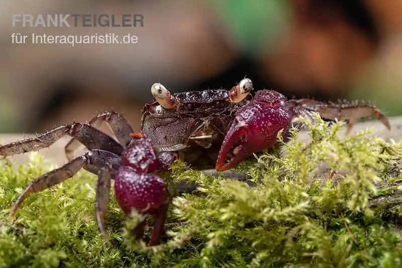 Geprüft Blue Devil Vampirkrabbe, Geosesarma dennerle sp. blue, Paar (1 Männchen + 1 Weibchen)